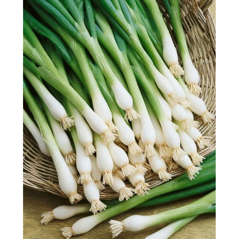 Garlic Green 1 LBS