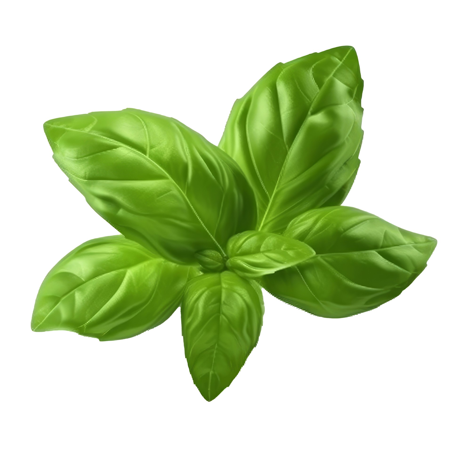 Curry / Basil / Neem 1 BUNCH