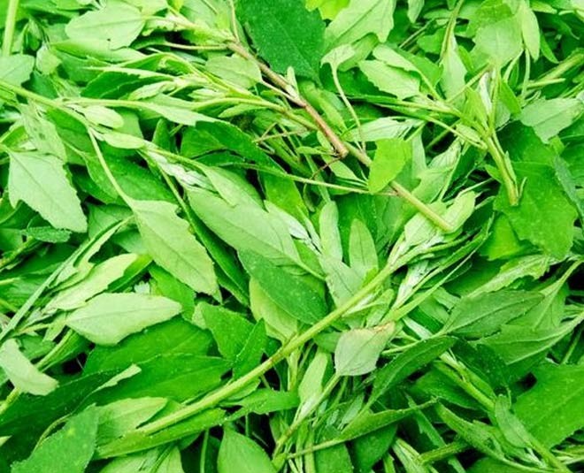 Bhatuva  Leaves 1 BUNCH