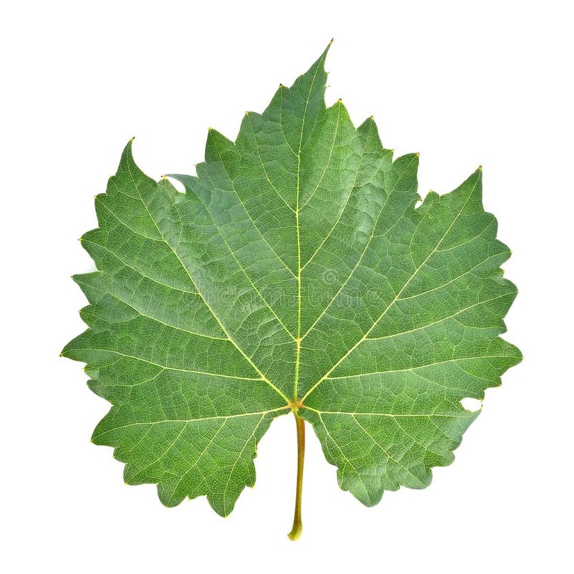 Pumpkin/ Grape Leaves 1 Bunch