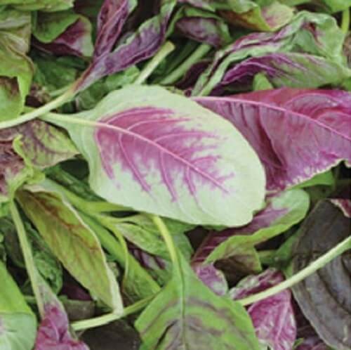 Thotakura/Red Leaves 1 Lbs