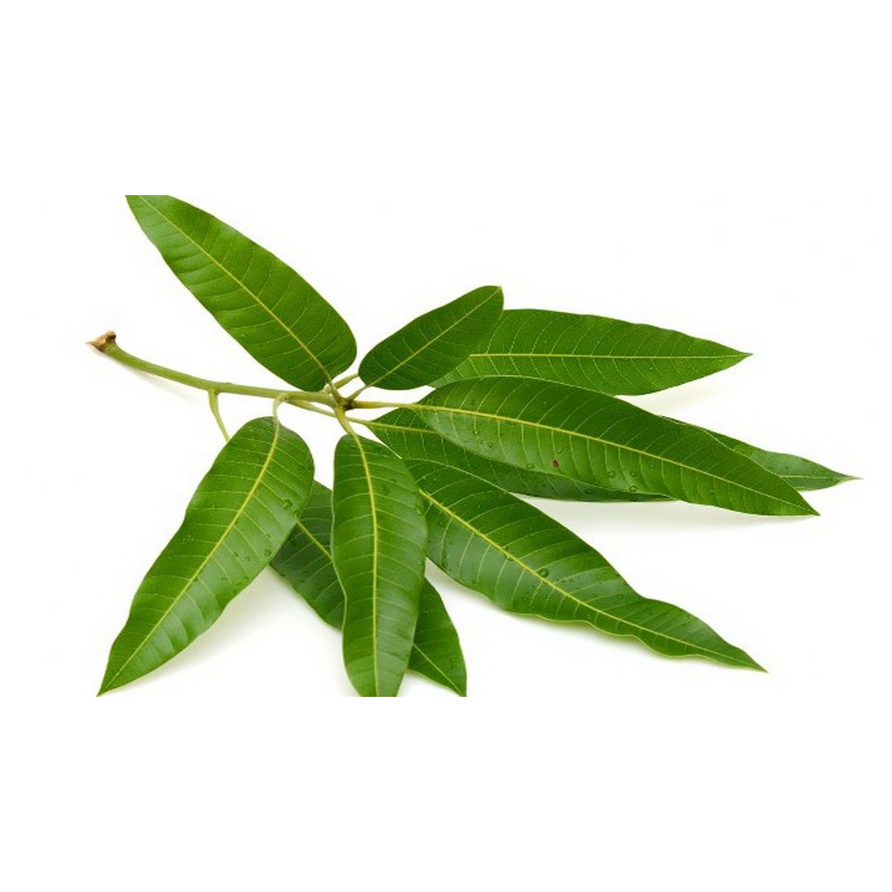 Mango Leaves 1 PCS