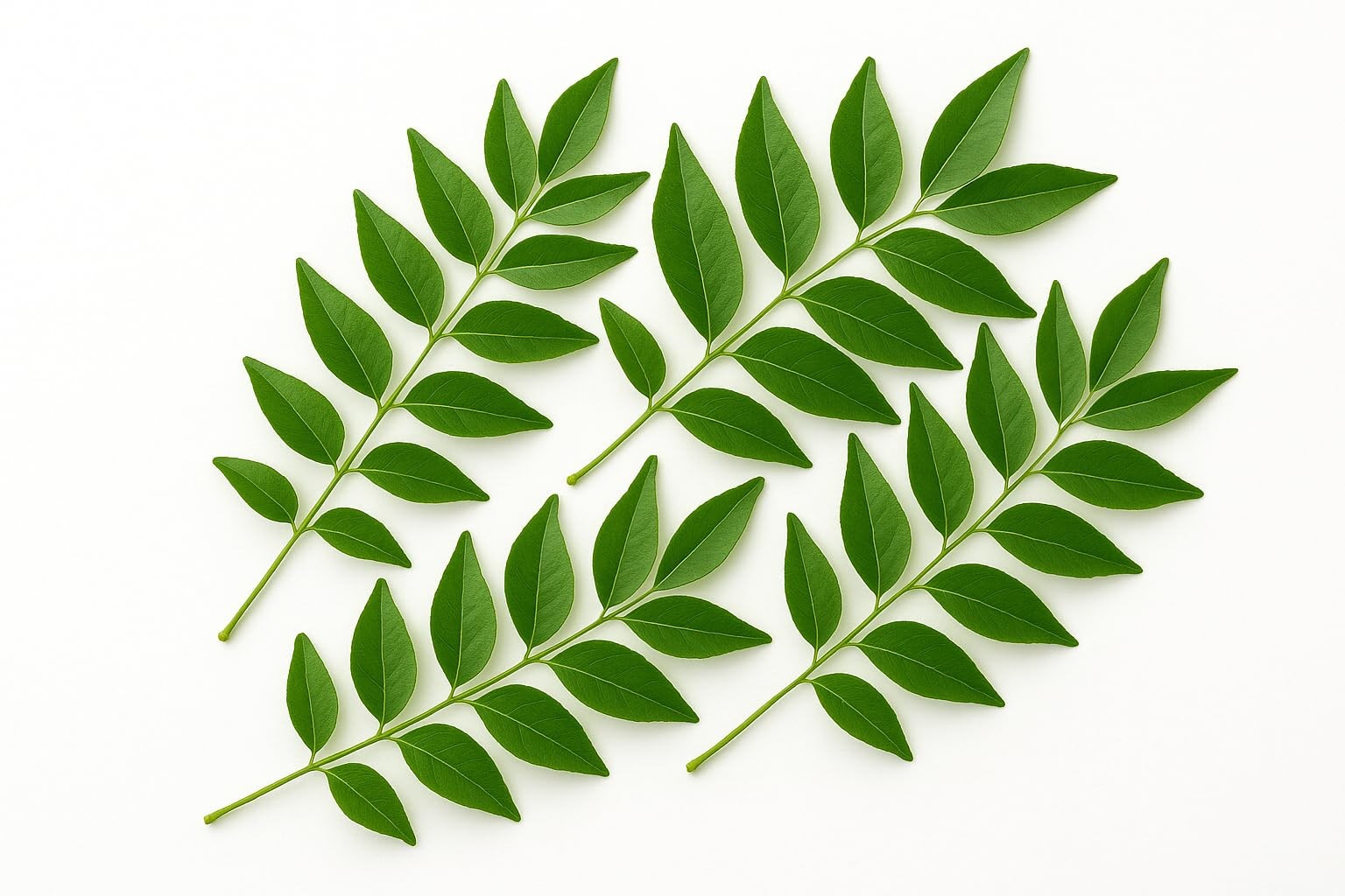 Curry Leaves 1 PCS