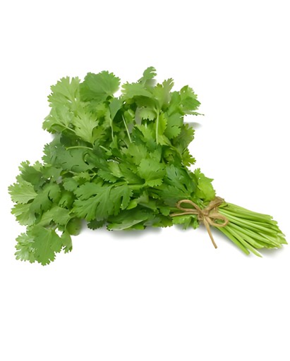 Cilantro/Kothimeera 1 PCS