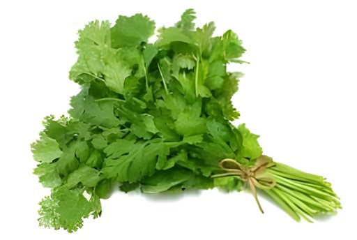 FRESH CILANTRO 1 LBS