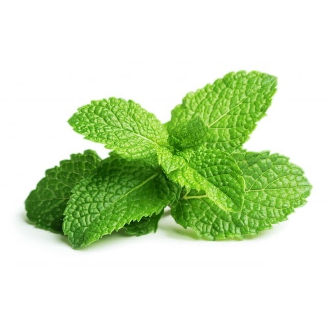 Mint (Pudina) 1 PCS