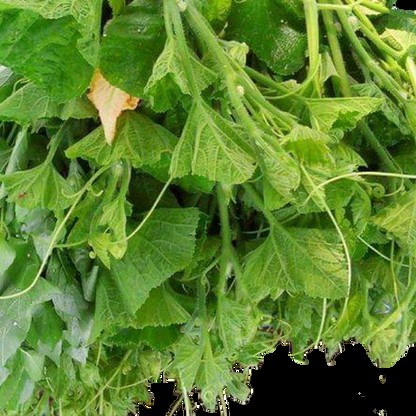 Pumpkin Leaf Bulk  5 Bunch