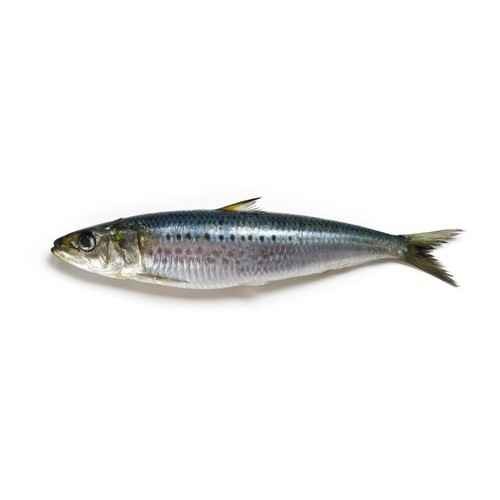 SARDINES 1 PACK