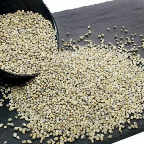 Devam Pearl Millet 7.43 LBS