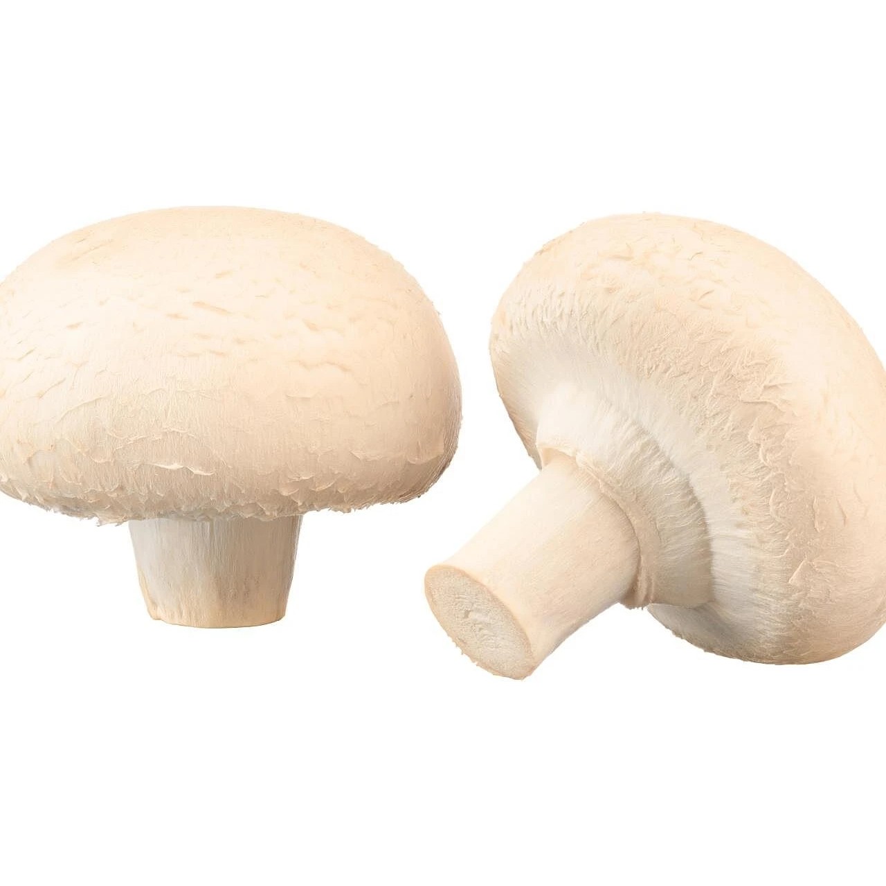 FRESH WHITE MUSHROOM 16 OZ