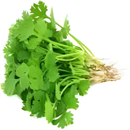 CILANTRO 1 Bunch