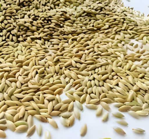 Canary Whole Coriander 8 OZ
