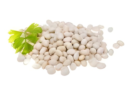 Canary White Bean 24 OZ
