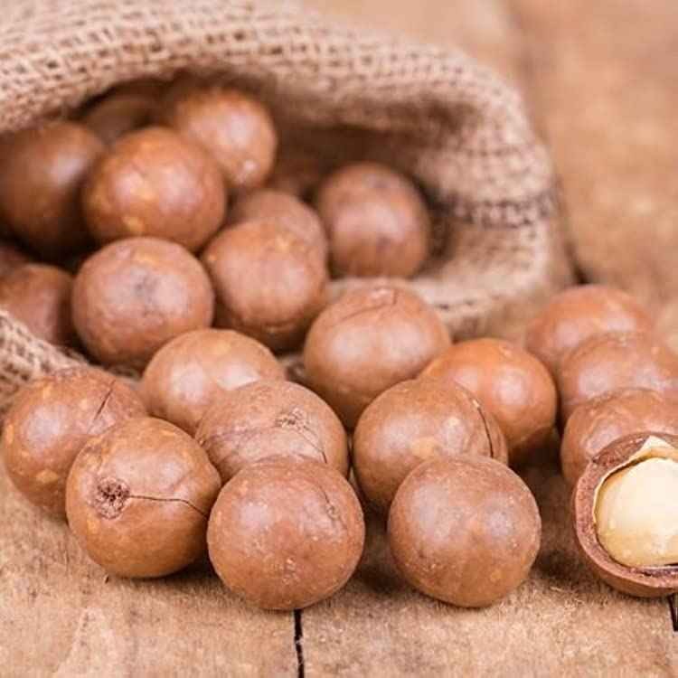KALUSTYANS MACADAMIA NUTS RAW IN SHELL 0.5 Lbs
