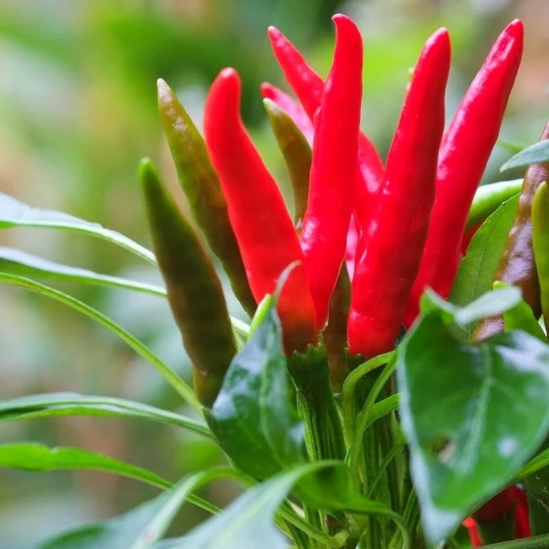 KALUSTYANS CHILI SANTAKA 1 Lbs