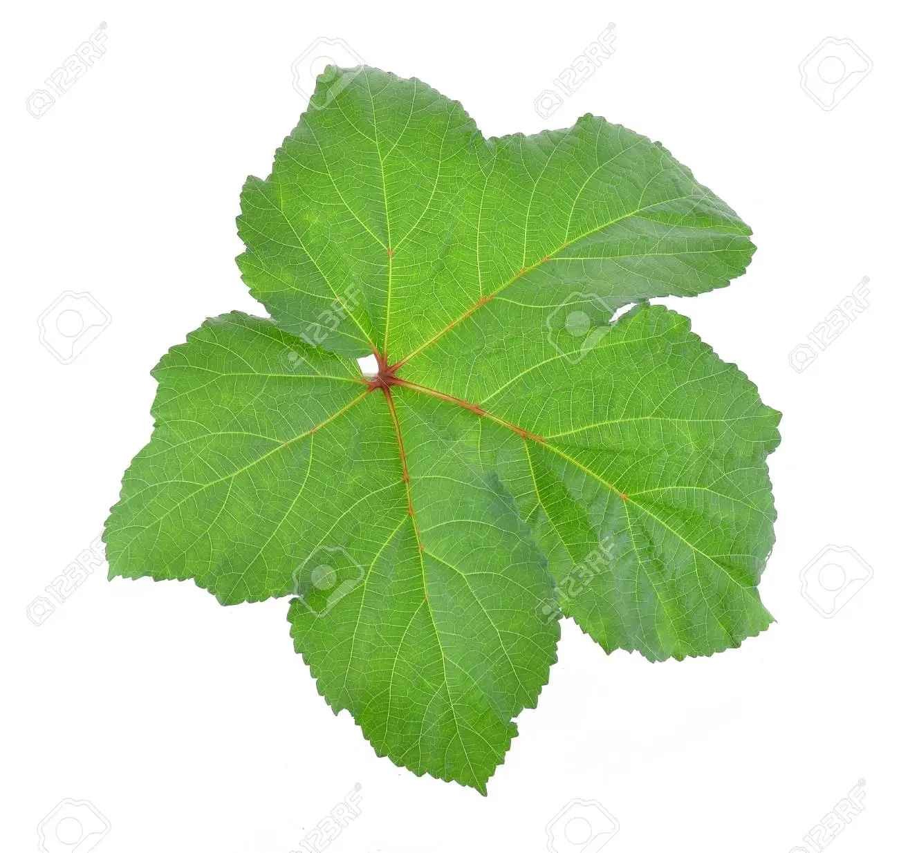 KALUSTYANS DRIED OKRA LEAF 0.03 Lbs