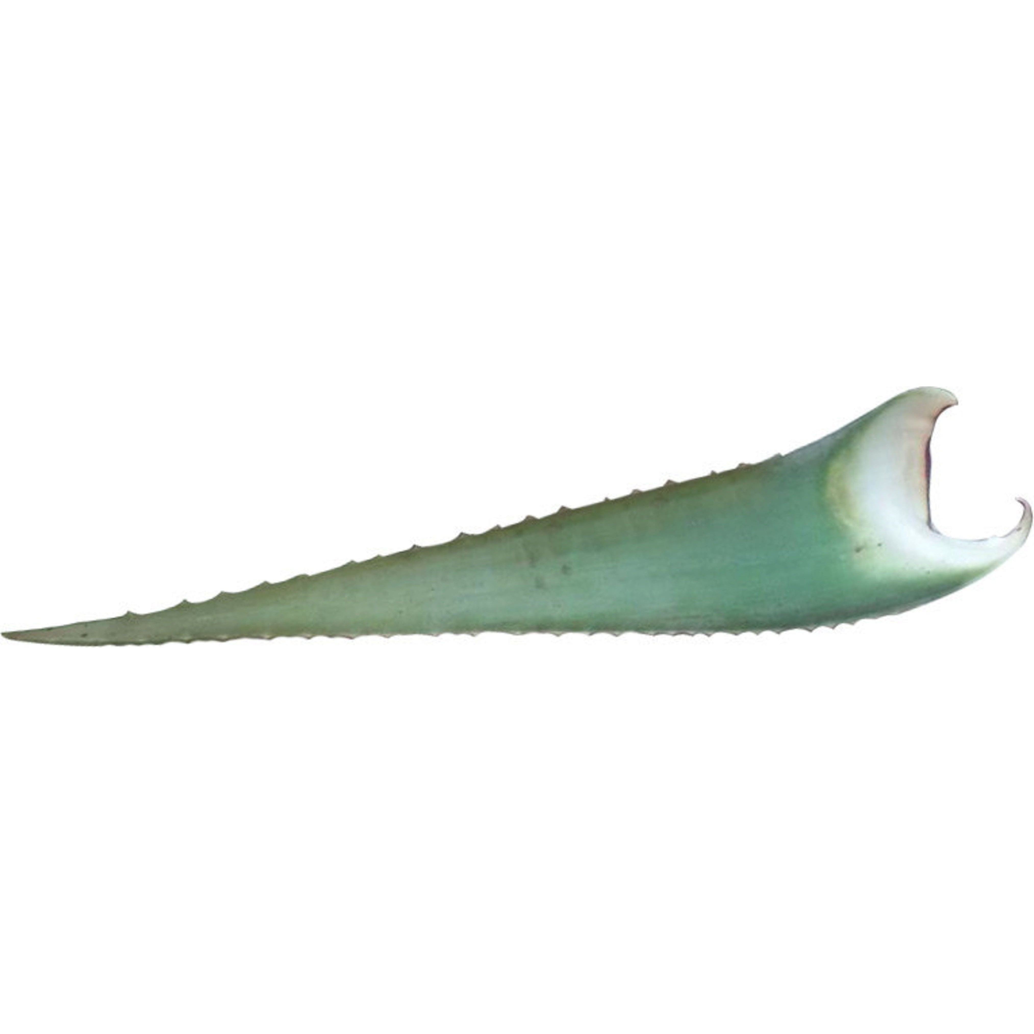 KALUSTYANS ALOE VERA LEAF 0.06 Lbs