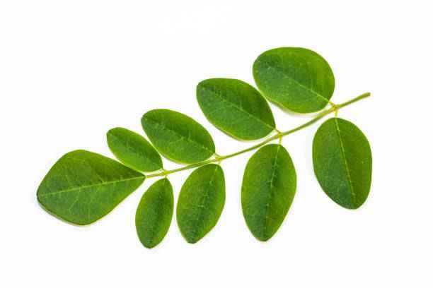 KALUSTYANS ORGANIC MORINGA LEAF 0.09 Lbs