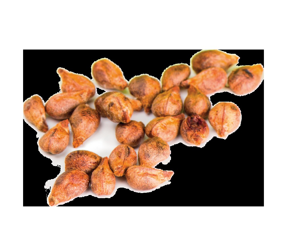 KALUSTYANS GRAPE SEED 0.19 Lbs