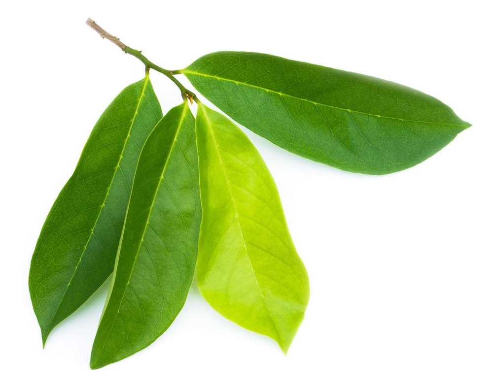 KALUSTYANS SOURSOP LEAF 0.03 Lbs