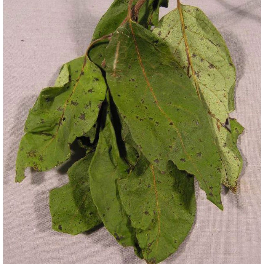 KALUSTYANS PERSIMMON LEAF 0.06 Lbs