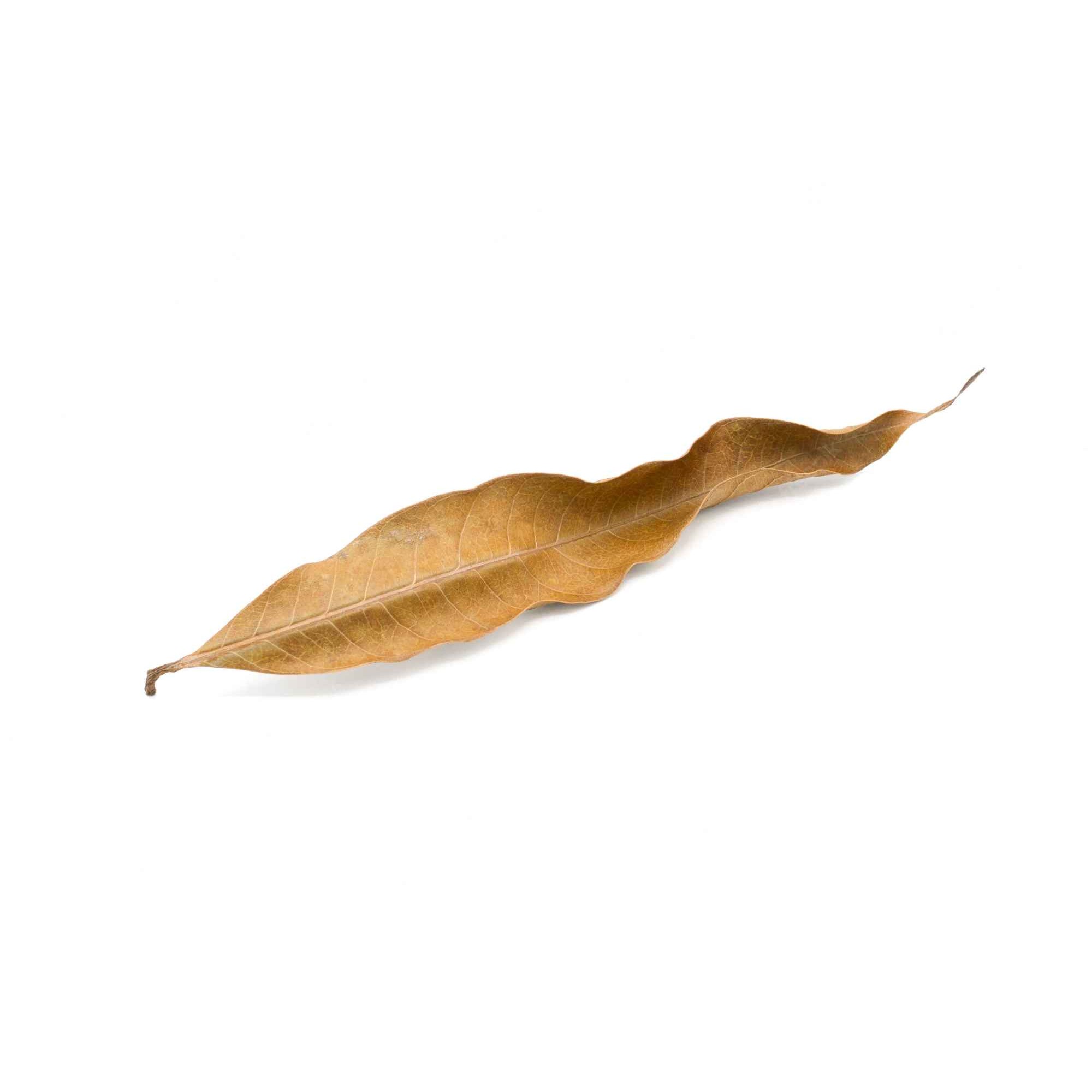 KALUSTYANS DRIED MANGO LEAVES 10 Each