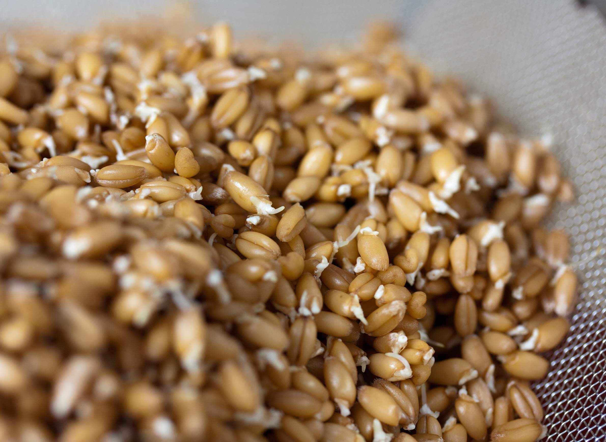 KALUSTYANS WHEAT BERRY SPROUTING SEED ORG 0.38 Lbs