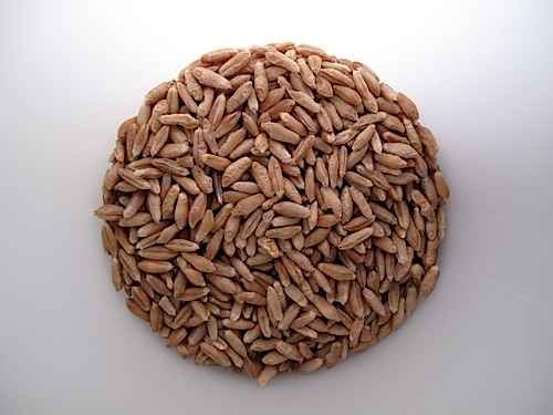 KALUSTYANS TRITICALE SPROUTING SEED ORG 0.38 Lbs
