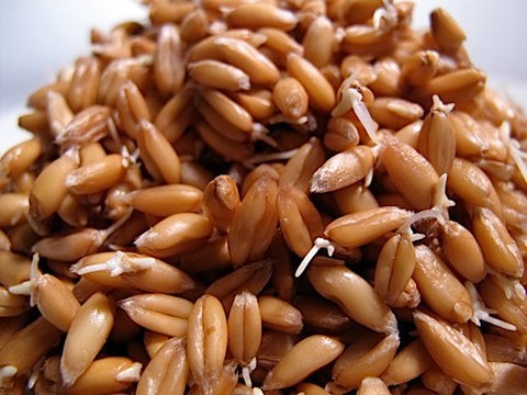 KALUSTYANS SPELT SPROUTING SEED ORG 0.38 Lbs
