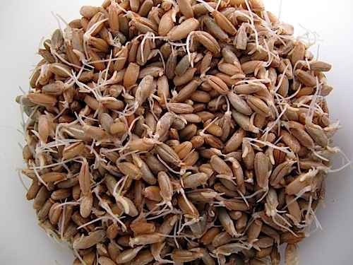 KALUSTYANS ORGANIC RYE WINTER SPROUTING SEED 0.38 Lbs