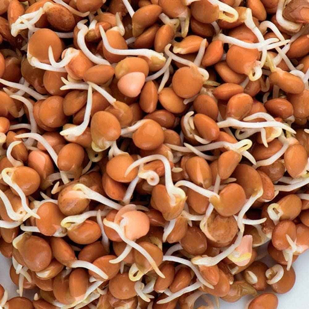 KALUSTYANS RED LENTIL SPROUTING SEED ORG 0.38 Lbs