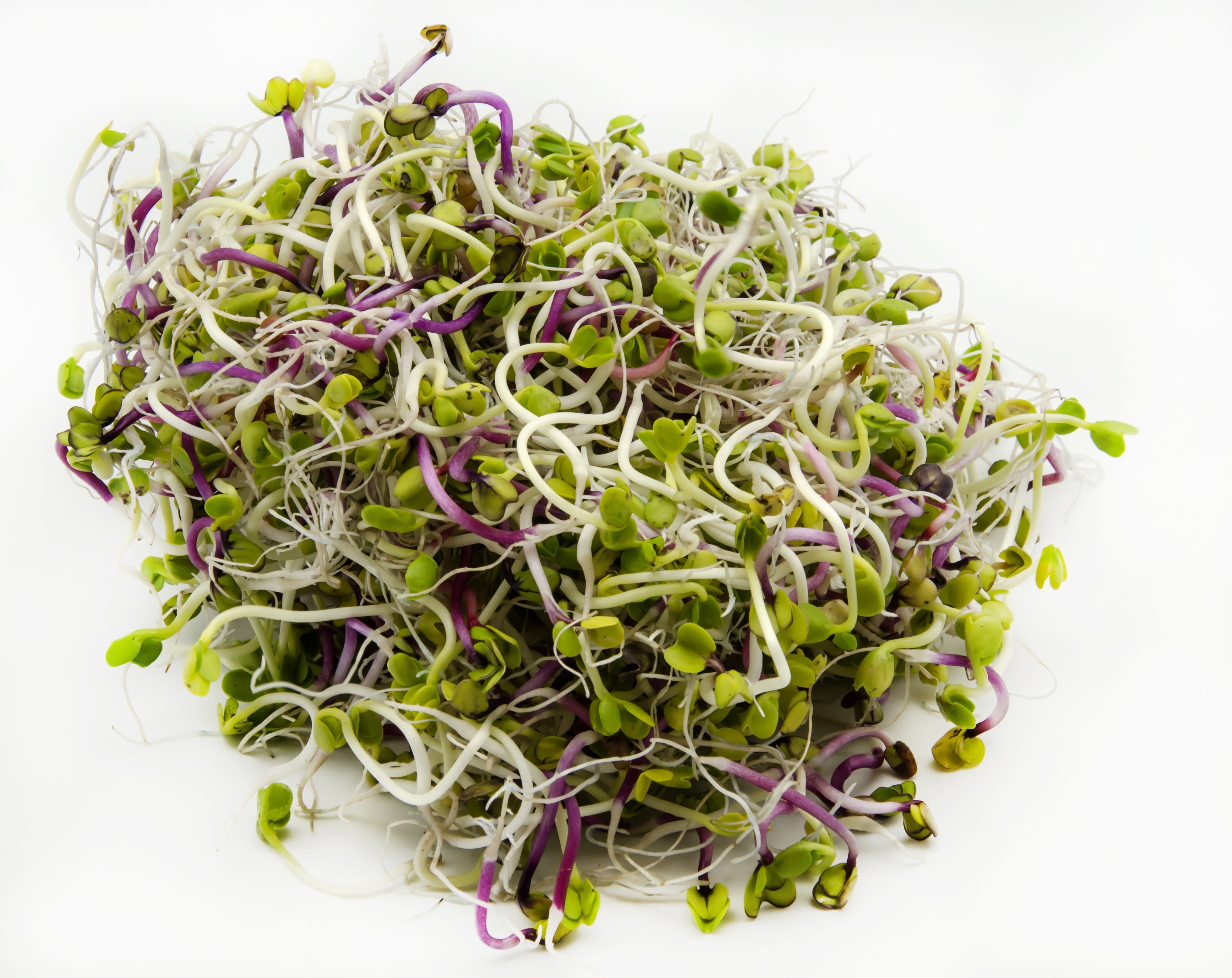 KALUSTYANS RADISH DAIKON SPROUTING SEED ORG 0.38 Lbs