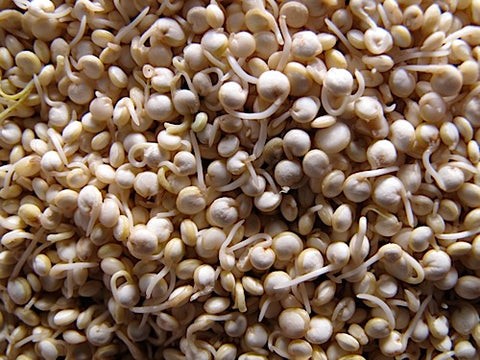 KALUSTYANS QUINOA WHITE SPROUTING SEED ORG 0.38 Lbs