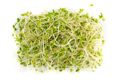 KALUSTYANS RED CLOVER SPROUTING SEED ORGANIC 6 Each