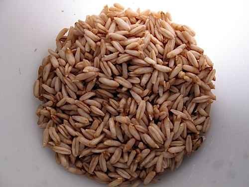KALUSTYANS OAT HULLED SPROUTING SEED ORG 0.38 Lbs