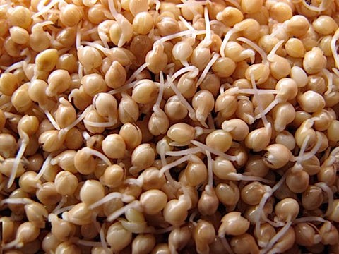 KALUSTYANS MILLET SPROUTING SEED ORG 0.38 Lbs