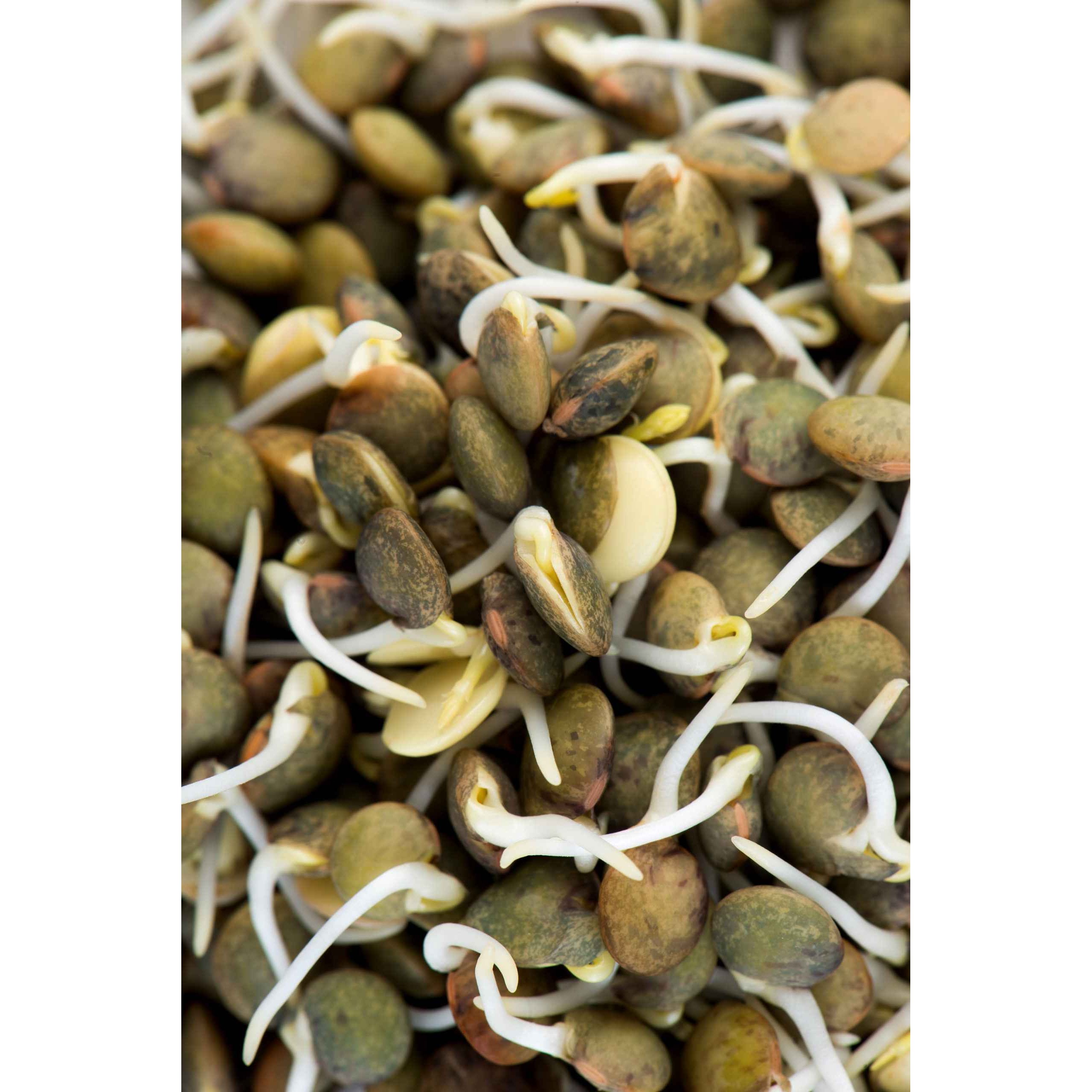 KALUSTYANS FRENCH LENTIL SPROUTING SEED ORG 0.38 Lbs