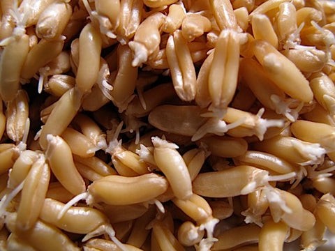 KALUSTYANS KAMUT SPROUTING SEED ORG 0.38 Lbs