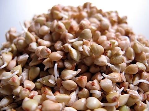 KALUSTYANS BUCKWHEATGROUT SPROUTING SEED ORG 0.38 Lbs