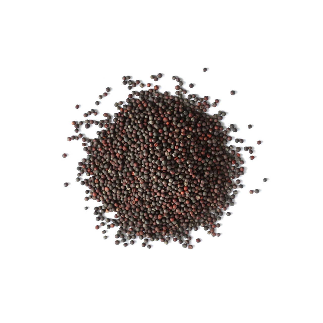 KALUSTYANS BROCCOLI SPROUTING SEED ORG 0.13 Lbs