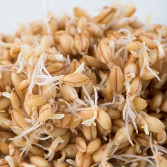 KALUSTYANS BARLEYHULLESS SPROUTING SEED ORG 0.38 Lbs