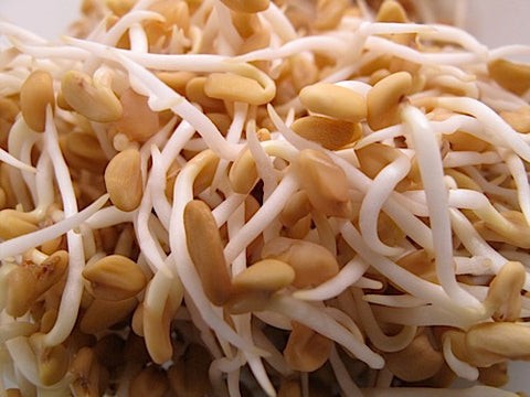 KALUSTYANS FENUGREEK SPROUTING SEED ORG 0.38 Lbs