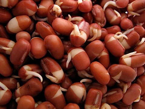 KALUSTYANS ADZUKI BEAN SPROUTING SEED ORG 0.38 Lbs