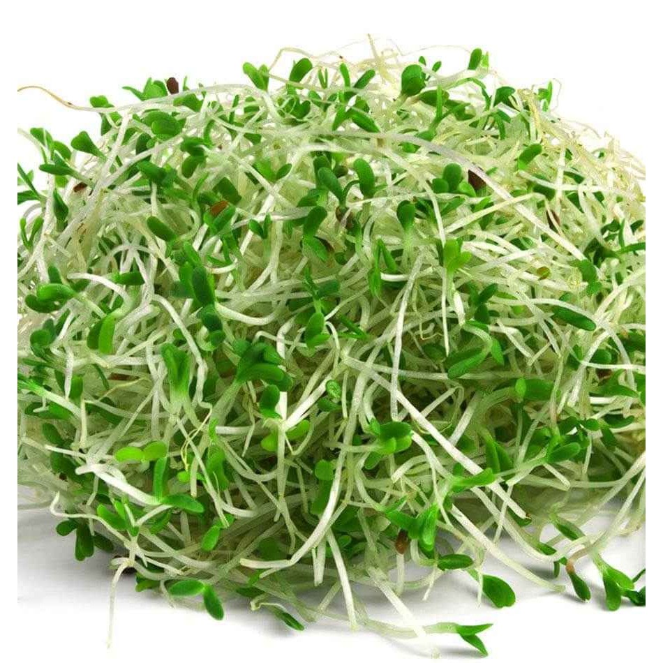 KALUSTYANS ALFALFA SPROUTING SEED ORG 0.38 Lbs