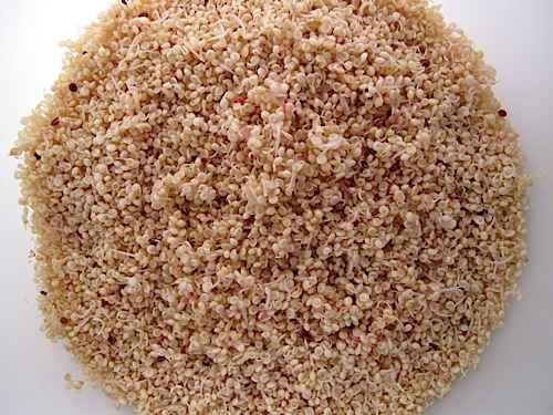 KALUSTYANS AMARANTH SPROUTING SEED ORG 0.38 Lbs