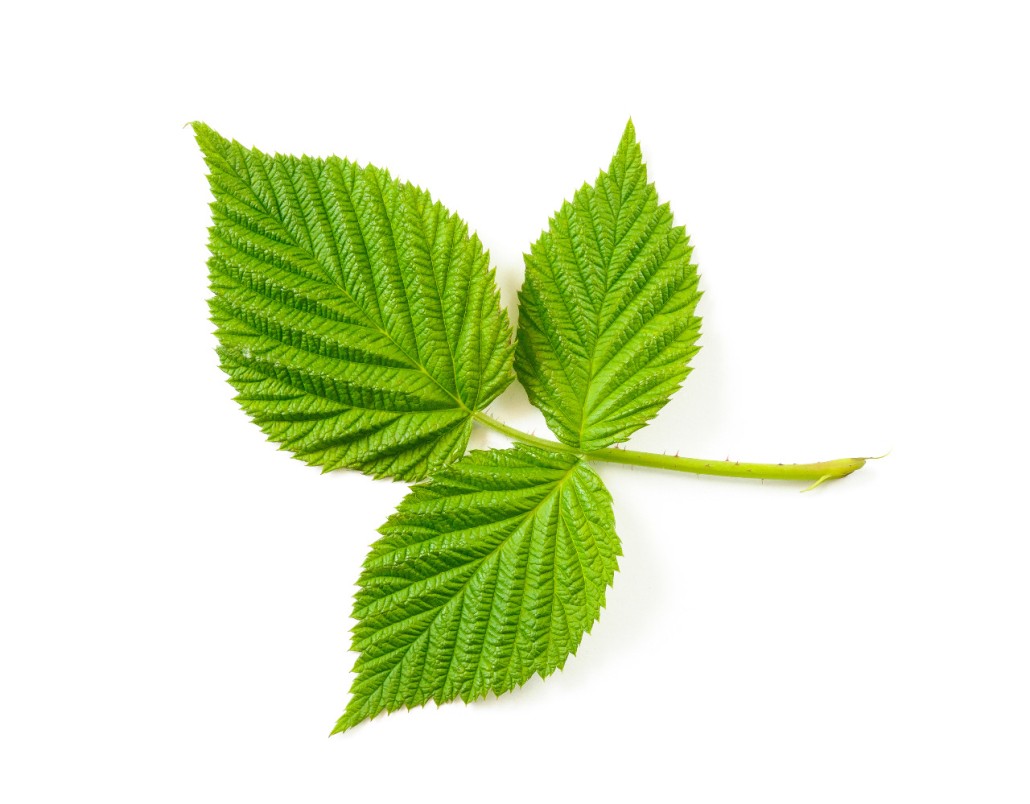 KALUSTYANS BLACKBERRY LEAF 0.09 Lbs