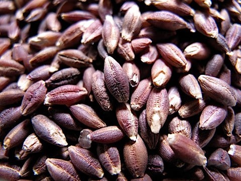 KALUSTYANS ORGANIC BARLEY PURPLE SPROUTING SEED 0.38 Lbs