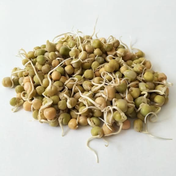 KALUSTYANS ORGANIC PEA YELLOW SPROUTING SEED 0.38 Lbs