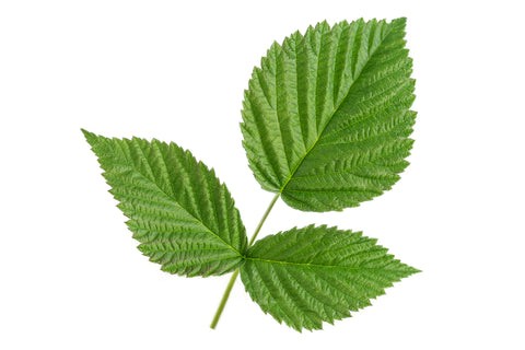 KALUSTYANS RASPBERRY LEAF 0.09 Lbs