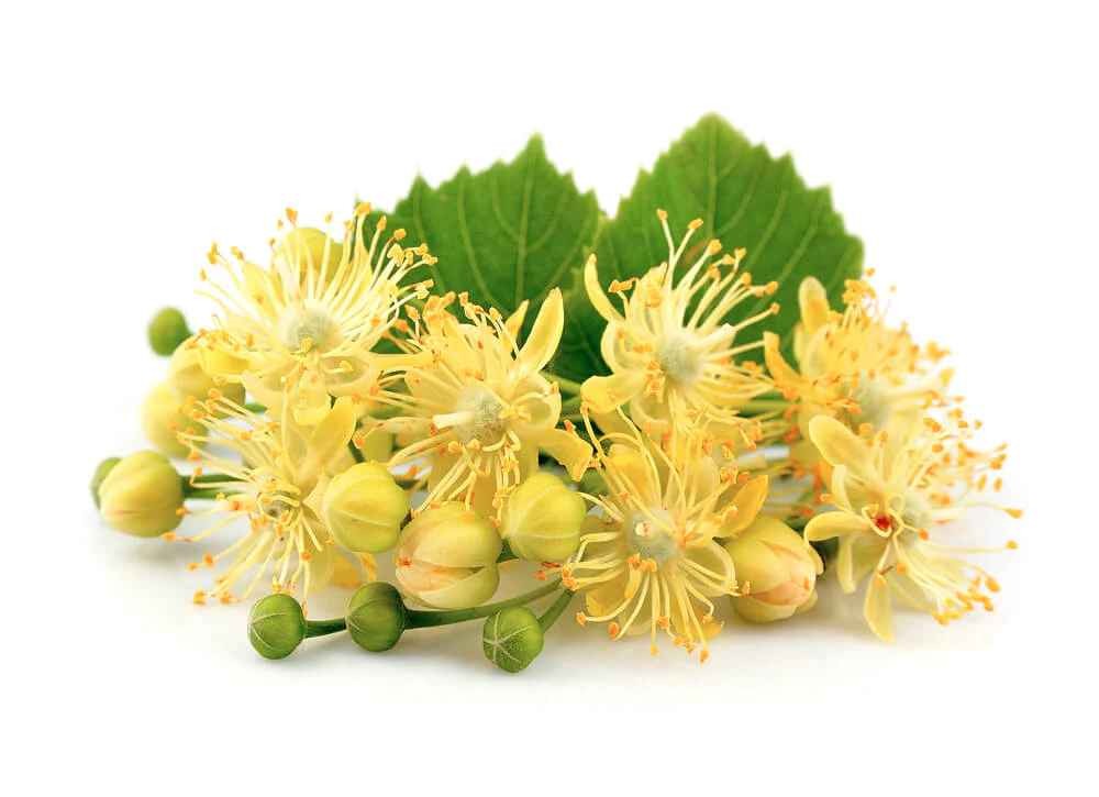 TEEKANNE LINDEN FLOWERS TEA 0.05 Lbs